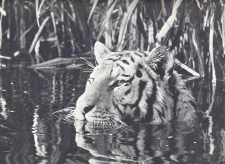 le tigre