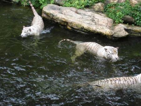 tigre blanc