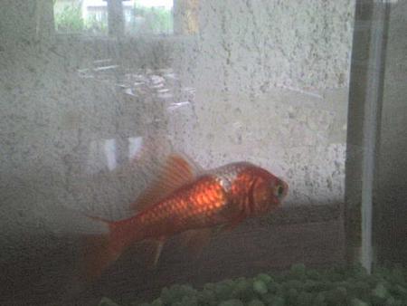 mon poisson rouge