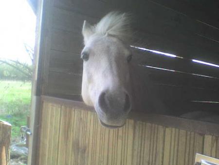 le deuxieme poney de mon oncle