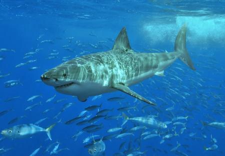 le grand requin blanc 