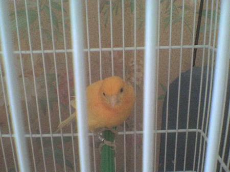voici mon canari