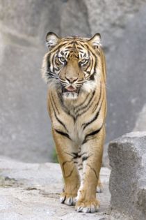 tigre