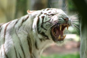 tigre  blanc