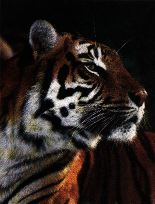 tigre  de  siberie