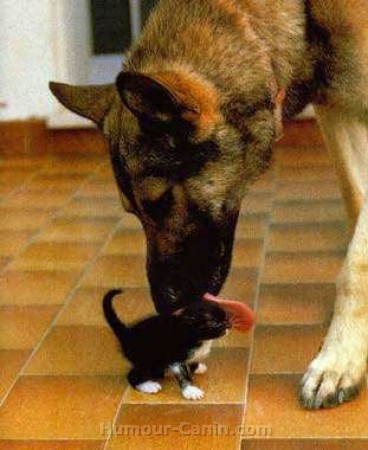 un  grand  berger allemand  ki  l�che  un  tout  peit petit  chaton