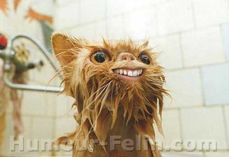 un sourire  tr�s  drole  d' un  chat
