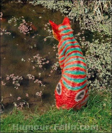 chat  poisson