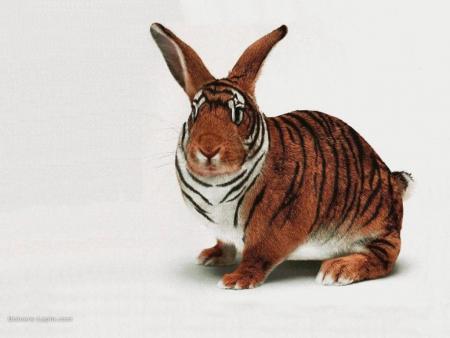 un  lapin tigre