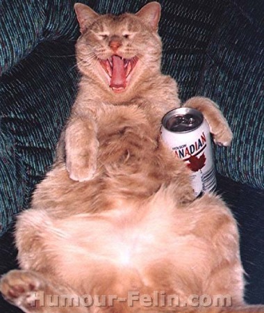 chat  bourr�