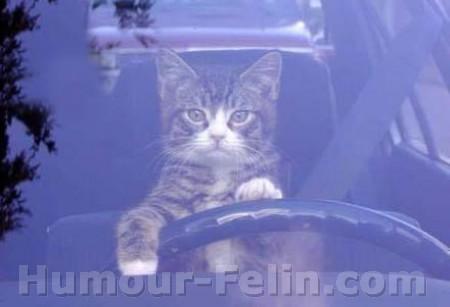 un  chat  ki  conduit ?!