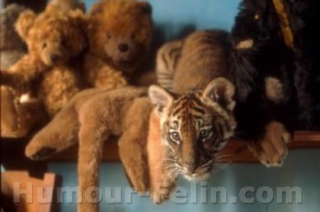 la   plus  belle des peluches